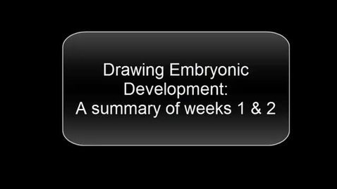 Thumbnail for entry ANTR510 (013) Drawing Embryonic Development