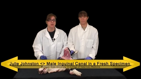 Thumbnail for entry VM 516-Inguinal canal fresh tissue Dissection video (dog)