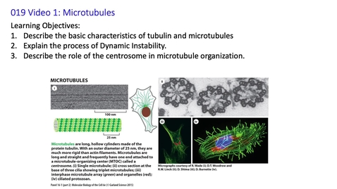 Thumbnail for entry 019 Video 1 Microtubules