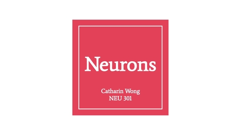 Thumbnail for Neurons