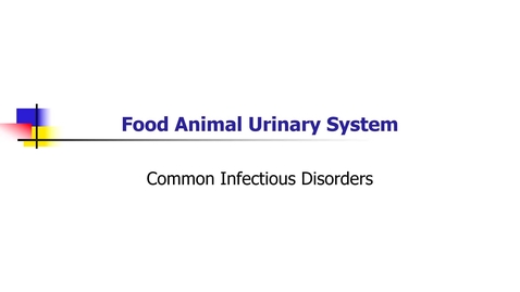 Thumbnail for entry VM 568-Urinary Tract Infections-Common Infectious Disorders