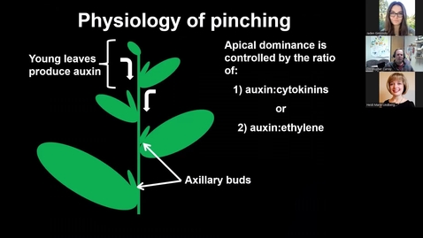 Thumbnail for entry Crop Scheduling Part 2: Top tips for efficiently finishing annuals: quick turns/fast finishing
