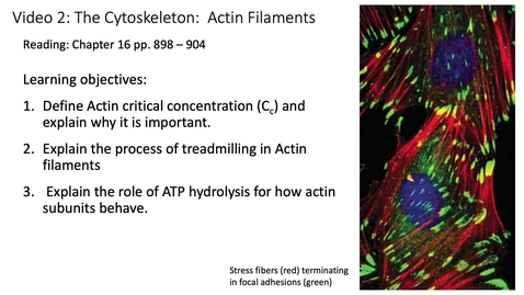 Thumbnail for entry 017 Video 2 Actin Filaments