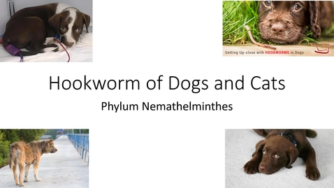 Thumbnail for entry VM 579-Hookworms and Whipworms of domestic animals