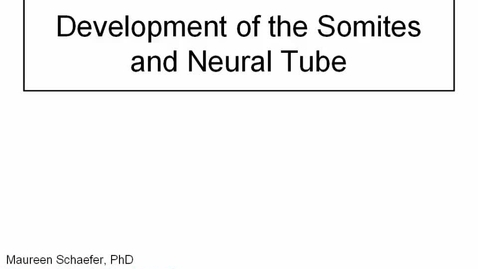 Thumbnail for entry ANTR510 (007) Early Embryology: Somites and Neural Tube