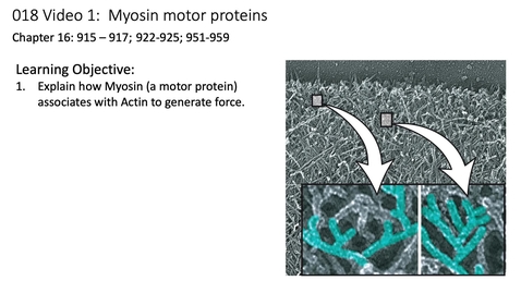 Thumbnail for 018 Video 1 Actin and Myosin