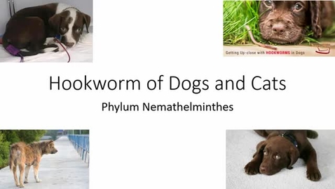 Thumbnail for entry VM 530 Parasitology Hookworm and Whipworm of Domestic Animals - Mansfield