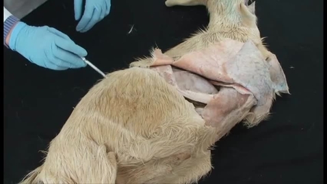 Thumbnail for entry VM 516-Goat abdomen 2: Incision in Right paralumbar fossa to expose organs in right flank by Dr. Nicole Rowley