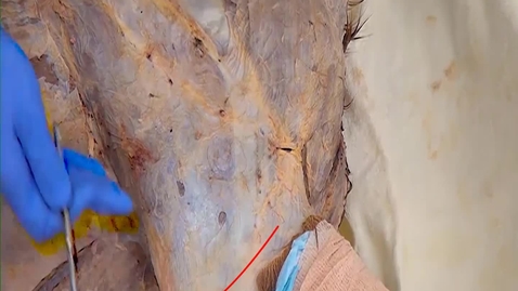 Thumbnail for entry VM 516 Lateral and dorsal extrinsic m of the horse forelimb (Dissection video)