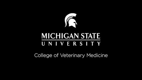Thumbnail for entry VM 520-Canine_Bronchoscopy