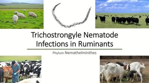 Thumbnail for entry VM 530 Parasitology Trichostrongyle Nematodes of Ruminants - Mansfield