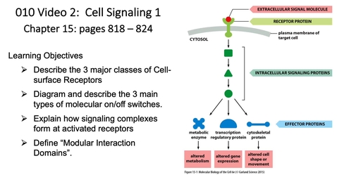 Thumbnail for entry 010 Video 2 Cell Signaling 1