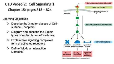 Thumbnail for 010 Video 2 Cell Signaling 1