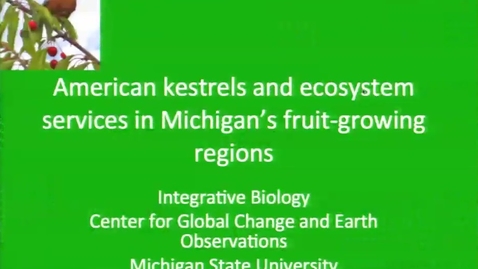 Thumbnail for entry American Kestrels Saving Michigan Berries From Predation