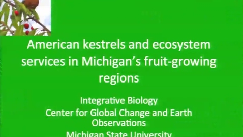 Thumbnail for American Kestrels Saving Michigan Berries From Predation