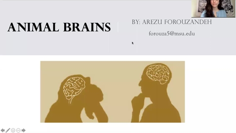 Thumbnail for entry Animal Brains by Arezu Forouzandeh