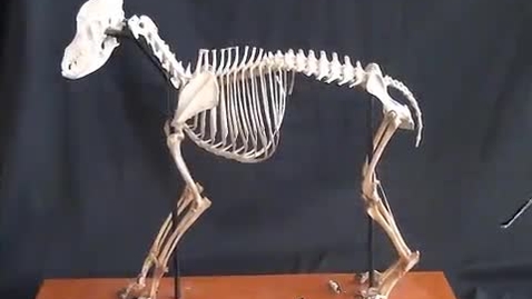 Thumbnail for entry VM 516-Canine hind limb bones  (lab) F2021