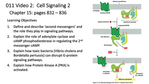 Thumbnail for entry 011 Video 2 G-protein Coupled Receptors 2