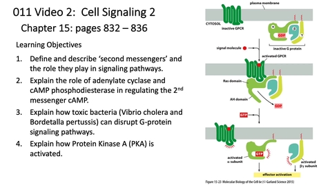 Thumbnail for 011 Video 2 G-protein Coupled Receptors 2