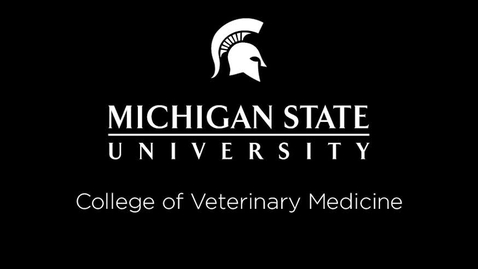 Thumbnail for entry VM 520-D9R4 equine laryngeal and pharyngeal function Video Presentation