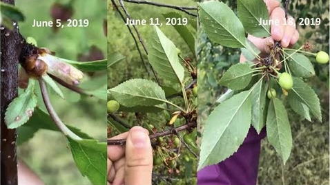 Thumbnail for entry Cherry Disease Update for 2020