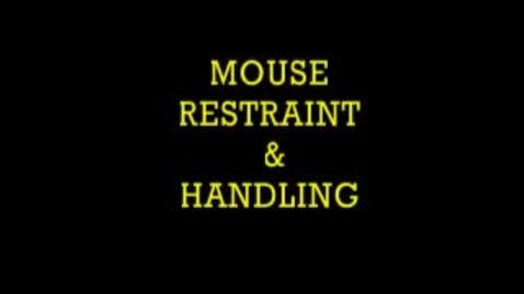 Thumbnail for entry Mouse Restraint &amp; Handling