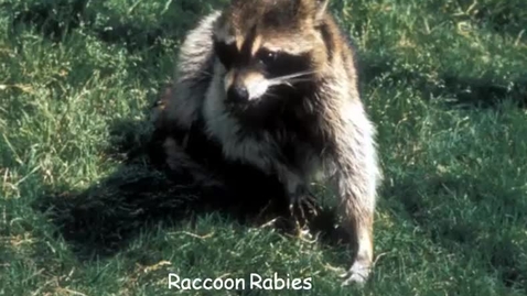 Thumbnail for VM_544-09302010-Rabies-B-Bartlett