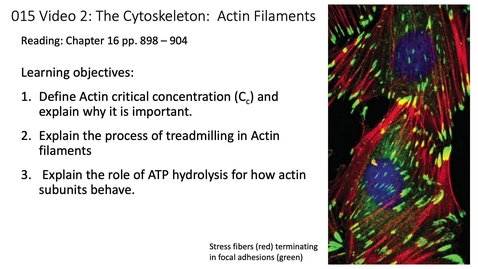 Thumbnail for entry 015 Video 2 Actin Filaments