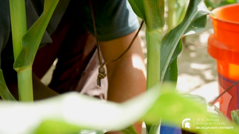 Thumbnail for Moments From The Field: Pitfall Traps