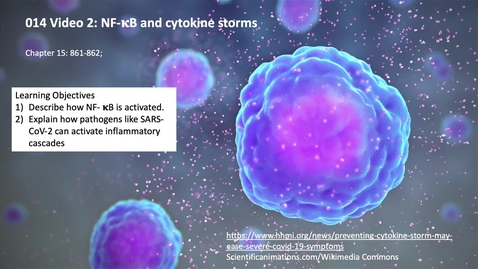 Thumbnail for entry 014 Video 2 NF-kB and cytokine storms