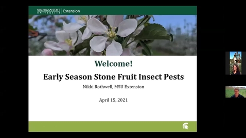 Thumbnail for Early Stone Fruit Insect Pests 2021