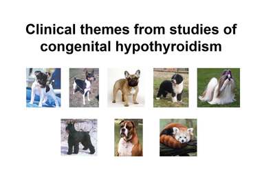 Dog endocrinologist near me cheap
