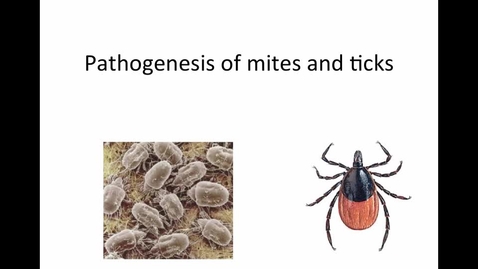 Thumbnail for entry Week-Eleven-HM-881-Tick-Mites