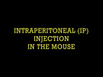 intraperitoneal injection in mice