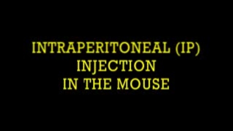 Thumbnail for entry Intraperitoneal Injection in the Mouse