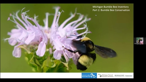 Thumbnail for entry MBBI Training Series Part 2 - Bumble Bee Conservation in Michigan