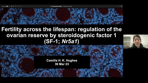 Thumbnail for entry PDI Seminar 3.30.23 - Fertility across the lifespan: regulation of the ovarian reserve  by steroidogenic factor 1 (SF-1; Nr5a1)