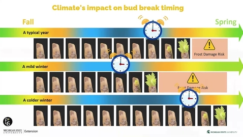 Thumbnail for Understanding and Enhancing Grapevine Cold Resilience