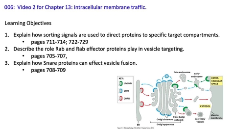 Thumbnail for 007 Video 2 Membrane traffic