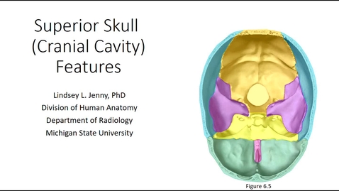 Inferior Skull Bones & Features - MSU MediaSpace