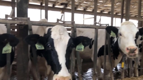 Thumbnail for entry Safety at MSU Dairy Farm