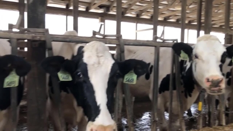 Thumbnail for Safety at MSU Dairy Farm