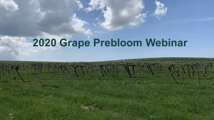 Thumbnail for channel 2020 Grape Prebloom Webinar