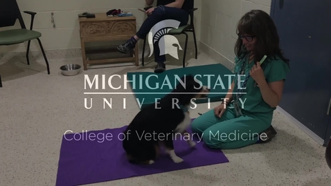 Thumbnail for entry VM 515-Canine Physical Exam