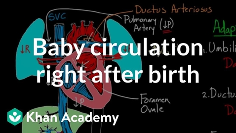 Thumbnail for entry Baby circulation right after birth | Circulatory system physiology | NCLEX-RN | Khan Academy