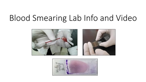 Thumbnail for entry VM 523-Blood Smearing Lab with Video