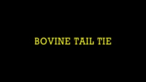 Thumbnail for entry Bovine Tail Tie