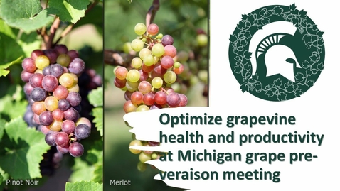 Thumbnail for entry Optimize grapevine health and productivity: Michigan grape Pre-Veraison Meeting