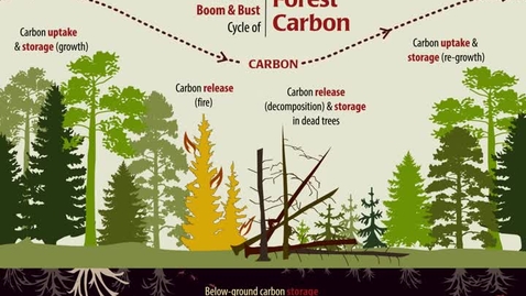 Thumbnail for entry The Natural Boom &amp; Bust Cycle of Forest Carbon