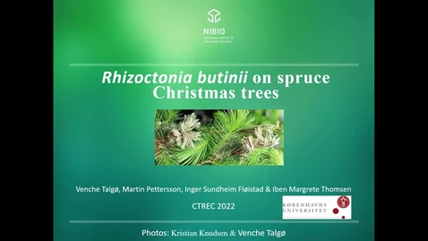 Thumbnail for entry 2022 CTRE: Rhizoctonia butinii on spruce Christmas trees